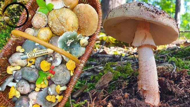 Sběr muchomůrek a holubinek? Jsou druhy, na kterých si můžete bez obav pochutnat