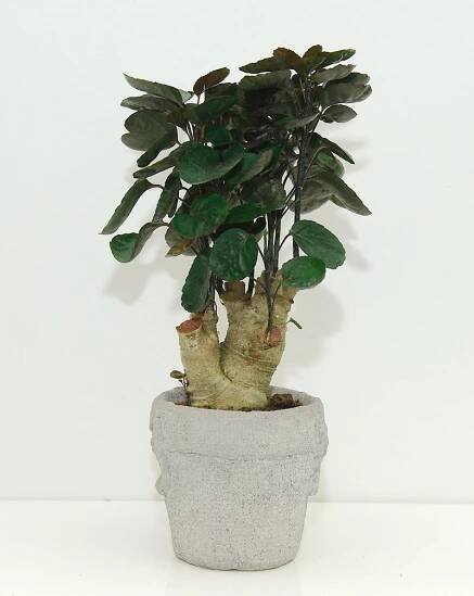 Polyscias