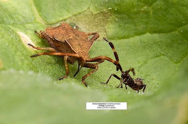 Vroubenka (smrdutá) - Coreus (marginatus)