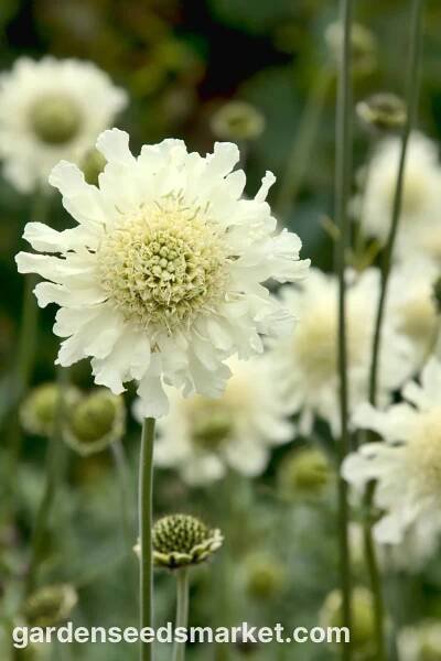 Kavkazský jehelníček - výběr odrůdy; jehelníček, kavkazská scabiosis - 21 semen - Scabiosa caucasica - semena – Garden Seeds