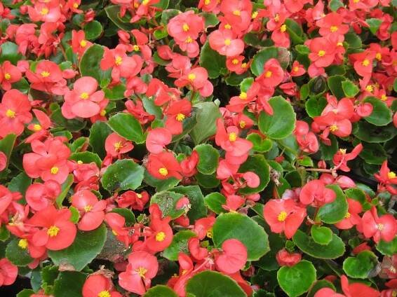 Cuidados de begonias y tipos de begonias