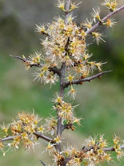 Trnka obecná (Prunus spinosa)