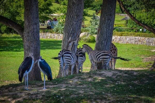 Zoo w Hradec Kralove – CamInSki – noclegi w Zieleńcu, nocleg w górach