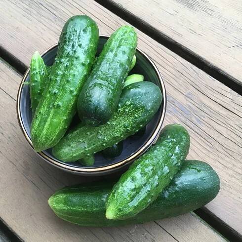 Okurka nakládačka Vert Petit de Paris