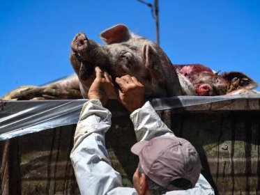 'It’s not if, it’s when': the deadly pig disease spreading around the world