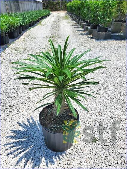 Pachypodium lamerei - Image 6