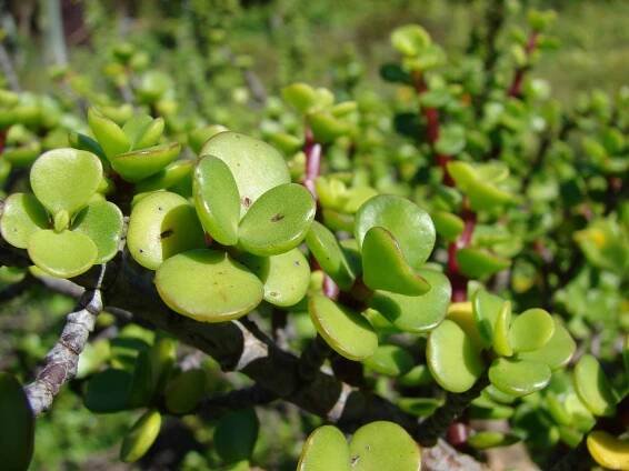 Obrázek - Portulacaria afra (portulakárie africká) | BioLib.cz