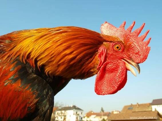 Česká slepice zlatá kropenatá | ZOOfarma