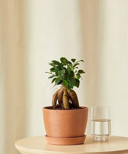 Ficus Ginseng