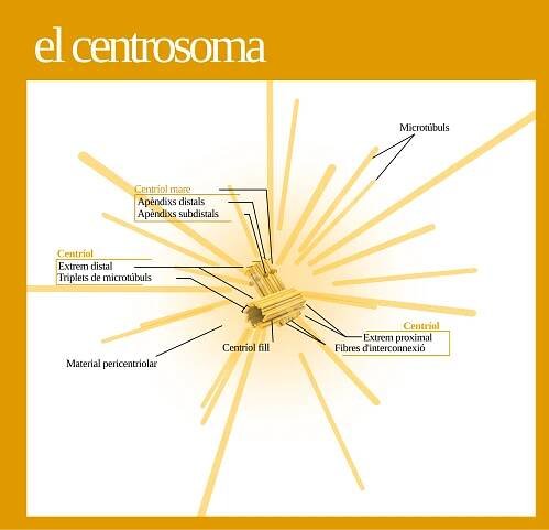 File:Centrosoma (standalone version)-ca.svg