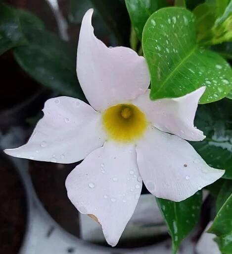 Mandevilla (Mandevilla Sundevilla) bílá