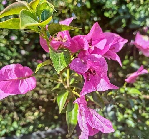 Bugenvilea (Bougainvillea)