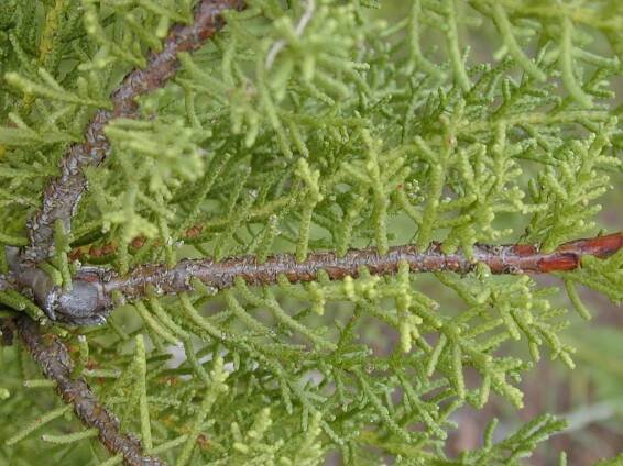 Cupressus macrocarpa - cypřiš velkoplodý
