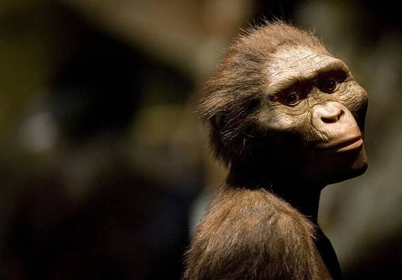 Sculptor's Rendering of the Hominid Australopithecus afarensis