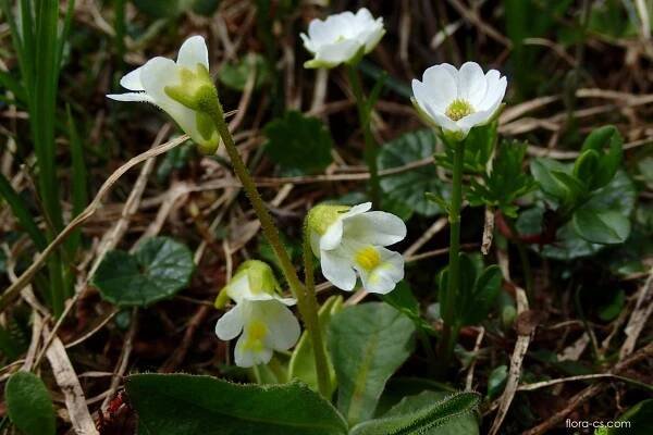 Tučnice alpská (Pinguicula alpina)