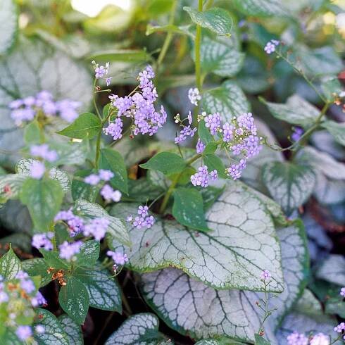 How to Plant and Grow Heartleaf Brunnera