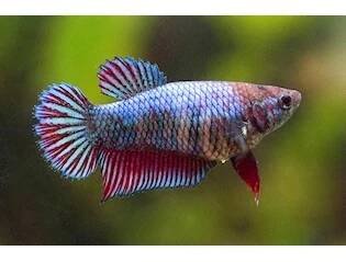 Bojovnice pestrá samice, 4,5 cm