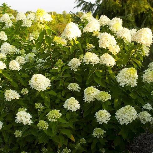 Hydrangea paniculata 'Limelight'