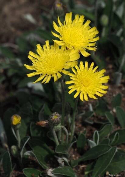 Jestřábník chlupáček (Pilosella officinarum)