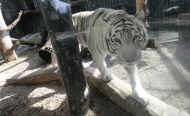 Návštěvnost liberecké zoo zachránilo léto, covid ubral 53 tisíc lidí