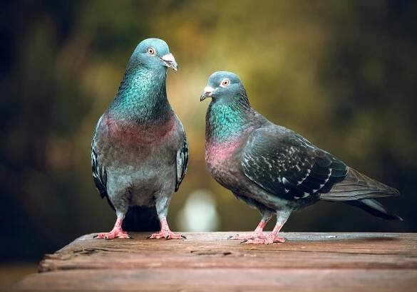 Do birds dream of flying? Scientists say they now know the answer