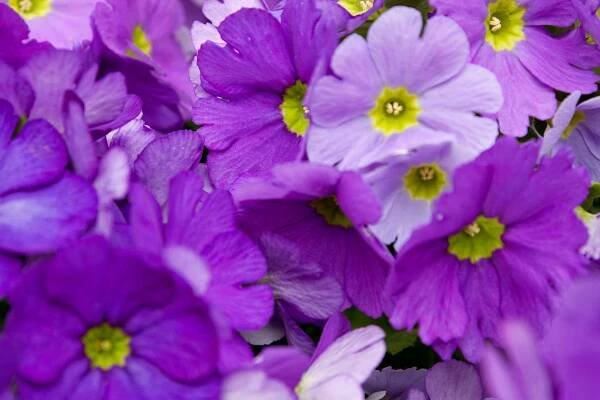 Prvosenka číškovitá, Primula obconica, foto: Rexness/Flickr, published under BY-SA-2.0