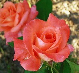 Hybridní čajové růže: oblíbené odrůdy a jak starat se o trvalé krásy správně | Architektura, konstrukce a návrh interiéru