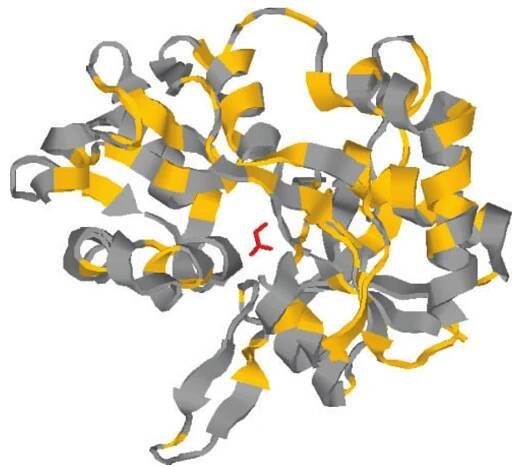 Fig. 2. Crystal structure of the ligand binding domain of glutamate receptot Grin1 of rattus norvegicus in complex with glycine. Amino acids that are identical/similar to the amino acid sequence of Arabidopsis thaliana glutamate receptor AtGLR3.7 are highlighted in yellow. The glutamate receptor ligand glycine is shown in red. The adapted crystal structure is based on an already described structure in Furukawa and Gouaux (2003). Displayed complex modified by RasMol software (Sayle and Milner-White 1995).  