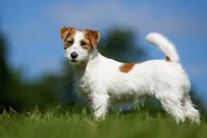 Wire Haired Jack Russell Terrier [Pros, Cons & Details]