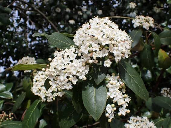 Soubor:Viburnum tinus kz03.jpg – Wikipedie