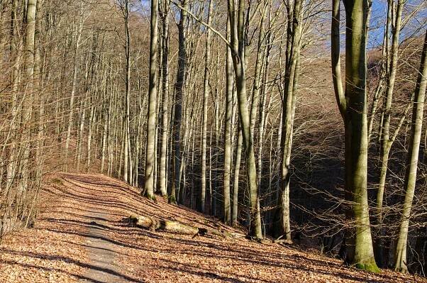 Der Grumsiner Buchenwald ist ein wichtiges Ziel in der Uckermark