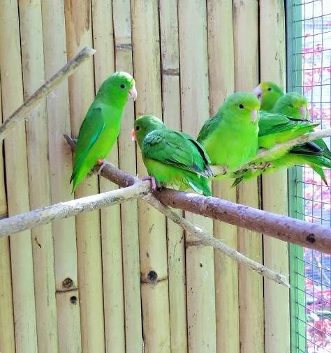 Volání o pomoc z Bošovic: unikátní zoologická zahrada nabízí papoušky k adopci