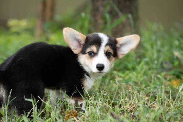 štěně corgi hovínko, pes v parku, psí hovno nebo čůrání - dog sitting on toilet - stock snímky, obrázky a fotky