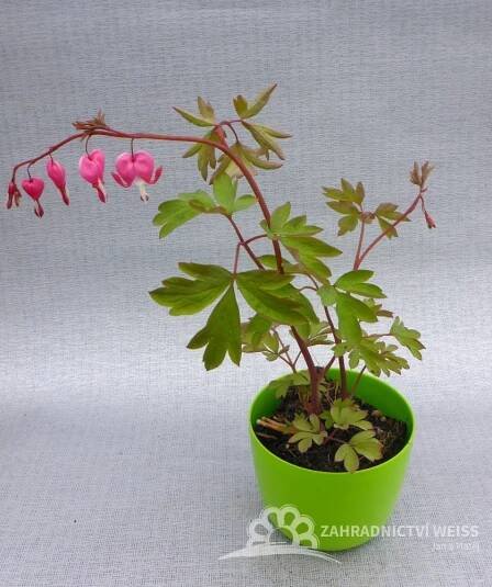 SRDCOVKA NÁDHERNÁ - "DICENTRA SPECTABILIS"