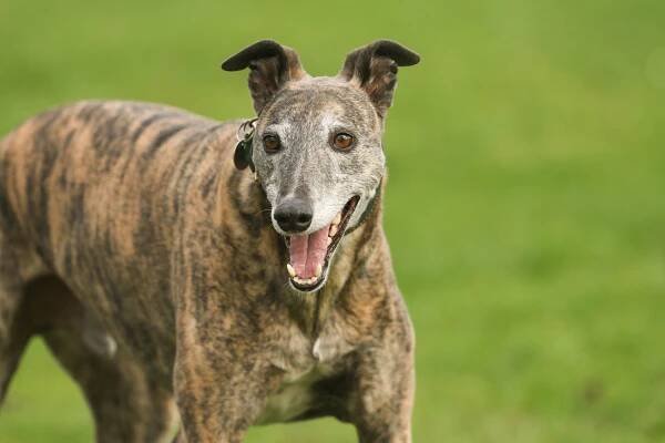 A magnificent brindle coloured Greyhound, canis lupus familiaris, playing in a field.