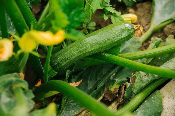 Zázračná cuketa: S tajemstvím správných sousedů k bohaté sklizni! - Gardening.cz