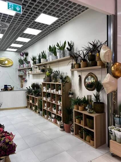 Holandské květiny | Central Kladno - Máme vše pro celou rodinu