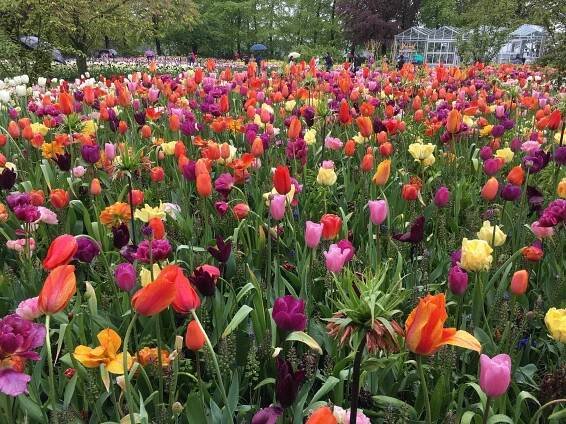 Tulipány v nizozemském parku Keukenhof. | iROZHLAS - spolehlivé zprávy