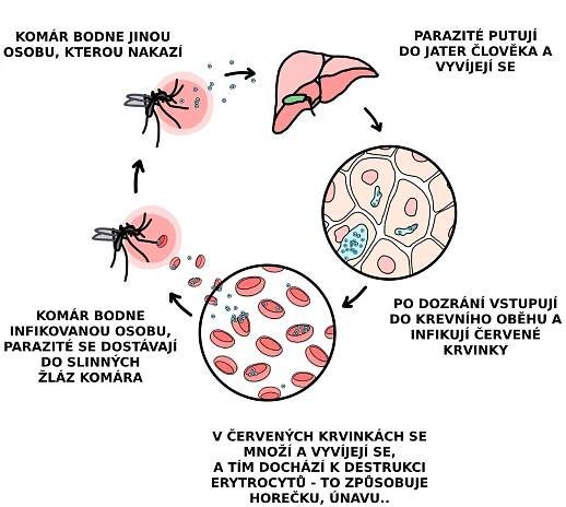 Co mají společného malárie a srpkovitá anémie? - Medikards