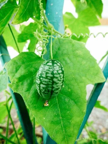 A mature cucamelon fruit (Melothria scabra) growing on a vine up a teal blue iron trellis
