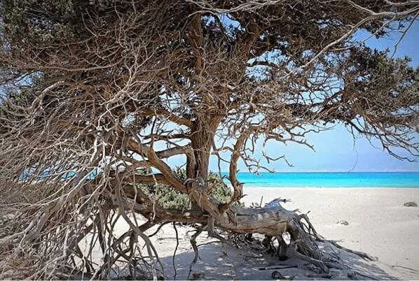 Chrissi Island