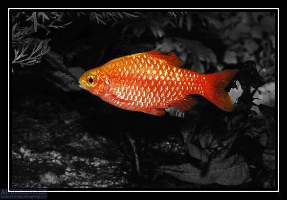 Stáří akvarijních ryb - AKVARISTA.cz