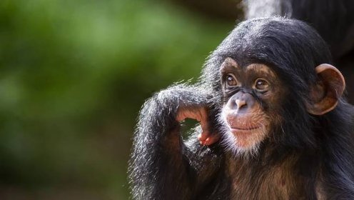 Osiřelý šimpanz použil ruce fotografa jako misku. A pak udělal neuvěřitelnou věc