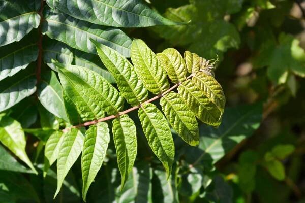 Tree of Heaven