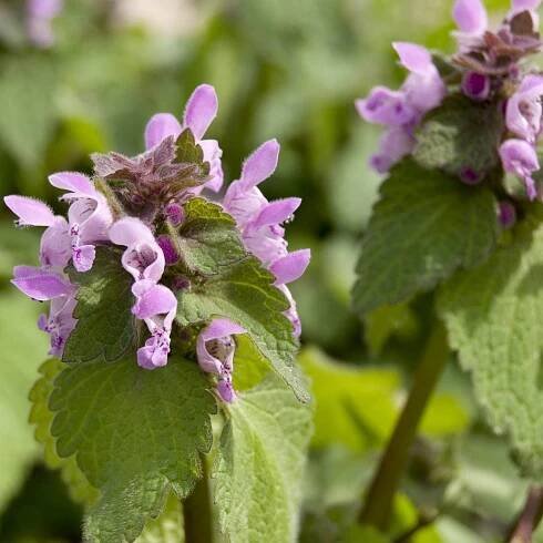 Deadnettle Groundcover: Growing Deadnettle As Lawn Substitute