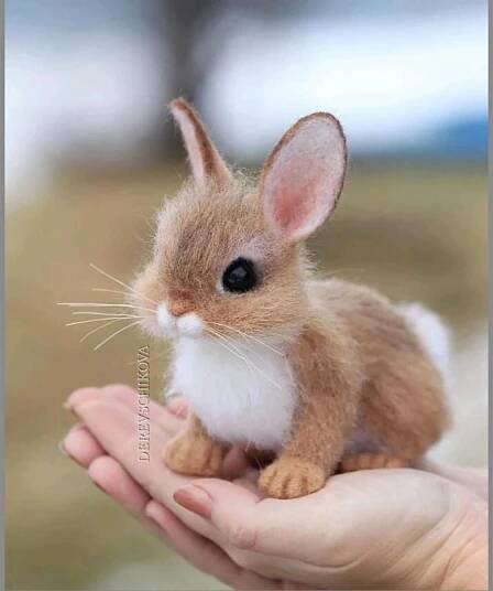 Cute Baby Rabbit Sitting on a Hand
