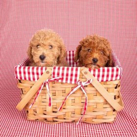 Goldendoodle Puppies for Sale | Goldendoodle Breeder in Austin, TX | WaterlooDoodles 