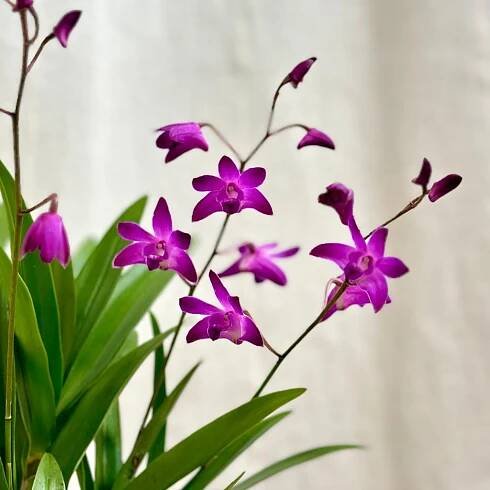 Orchidej Dendrobium ‘Berry Oda’