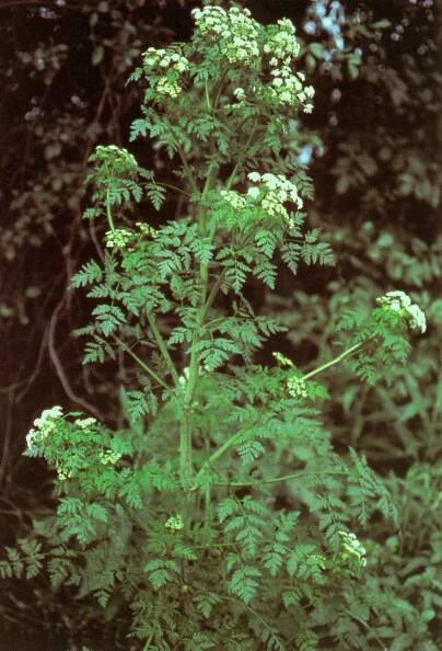 PKR/Conium maculatum