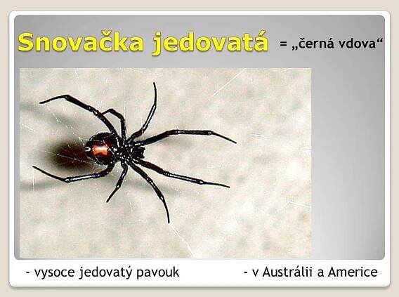 Pavoukovci – Materiály pro žáky ZŠ